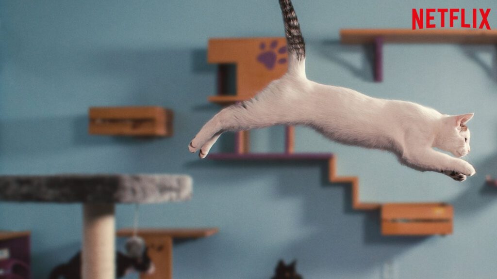 En la mente de un gato